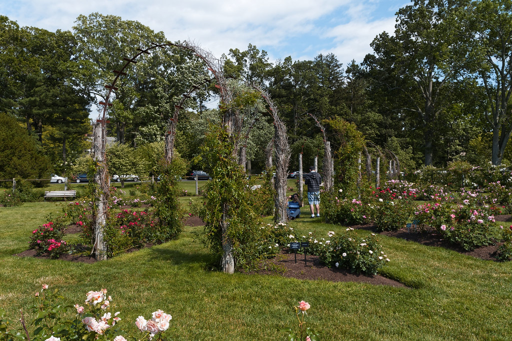 Rose garden flowers