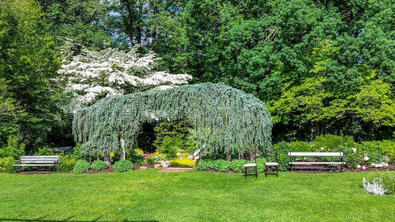Rose garden path