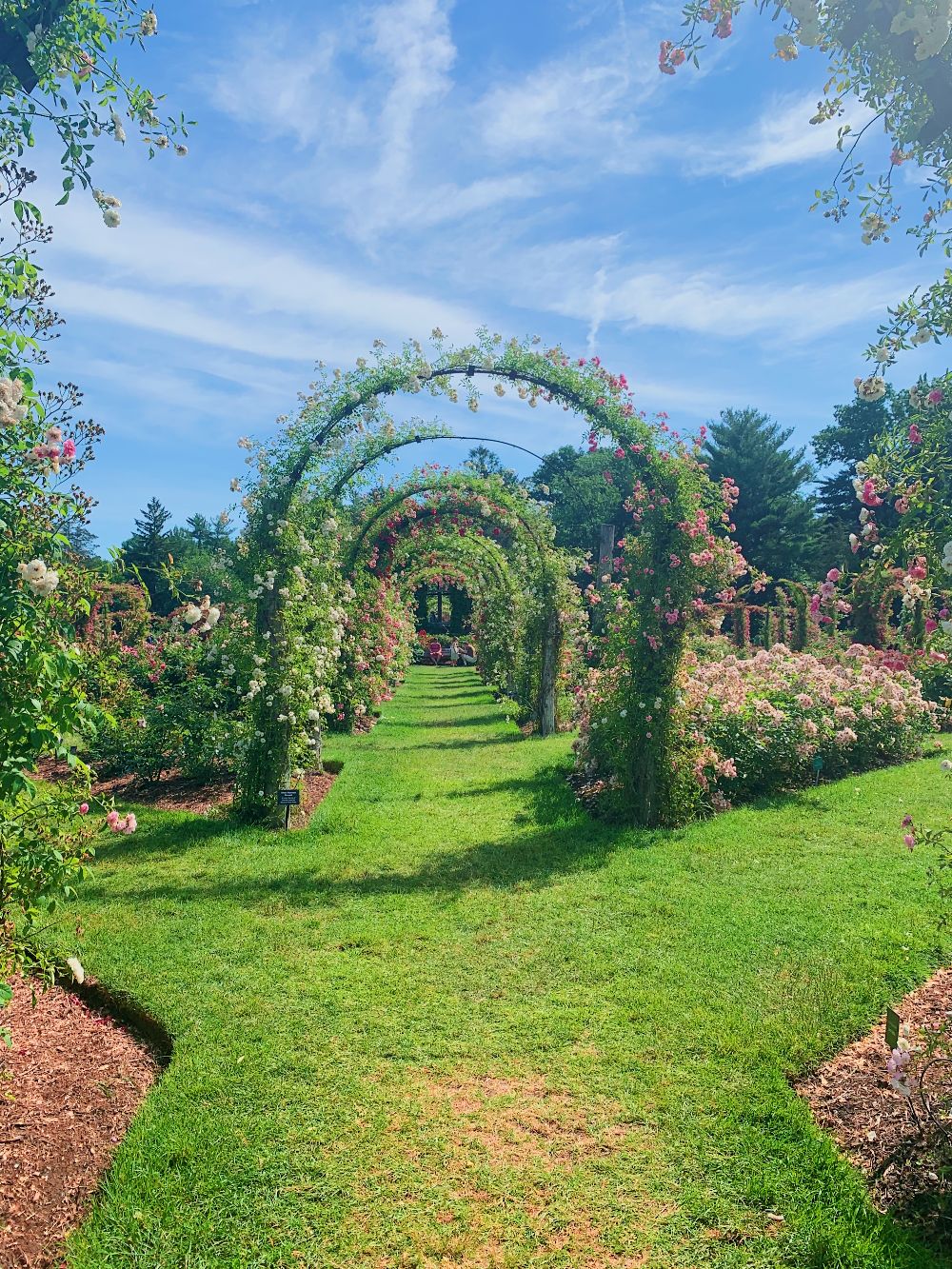 Rose garden arched path