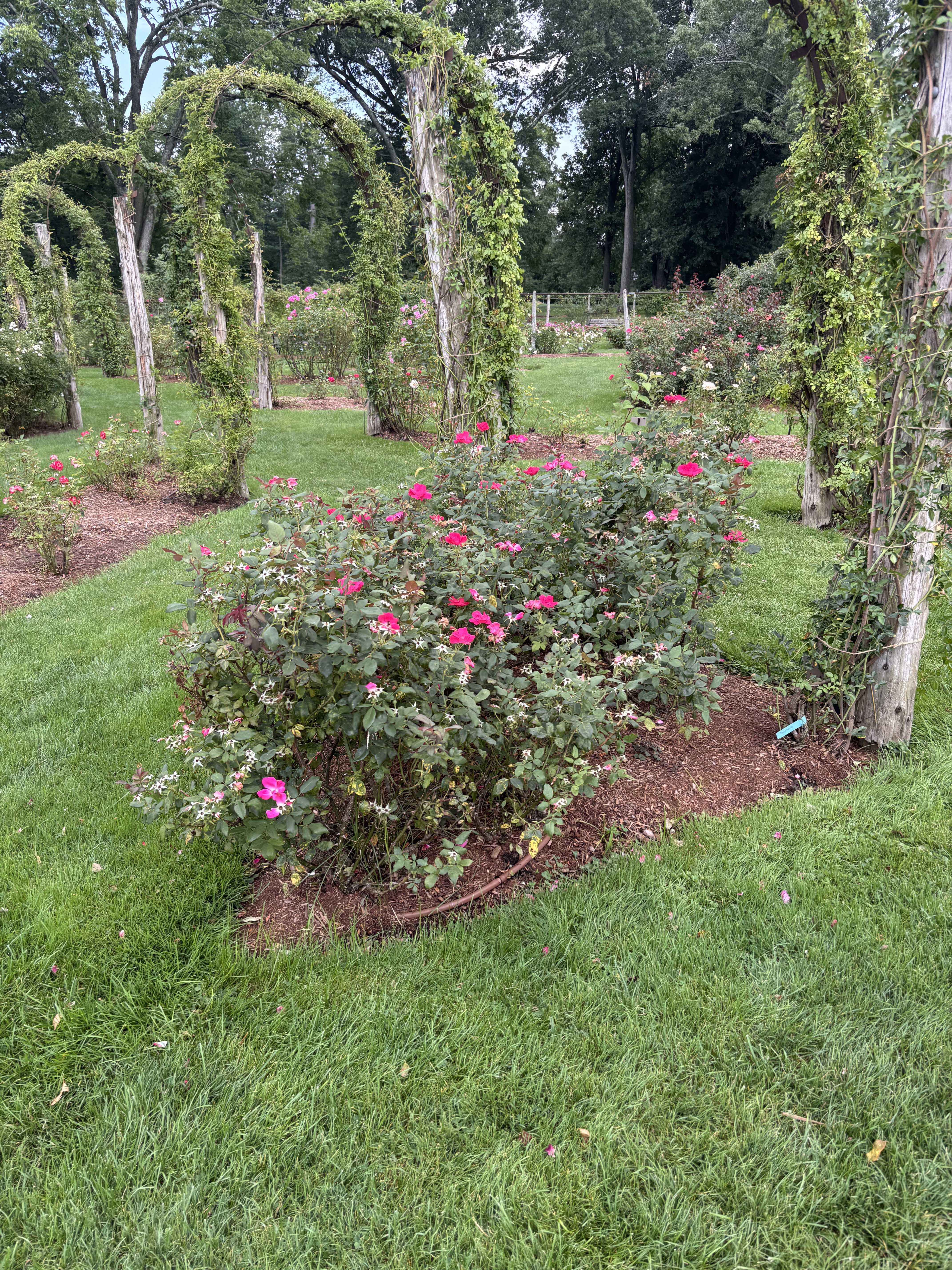 Rose garden walk