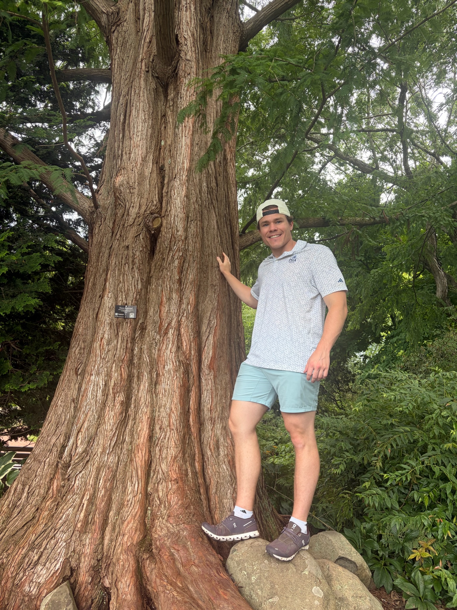 A with the redwood tree